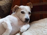 Nyica: Picike - indafoto.hu Nyica: Picike - indafoto.hu