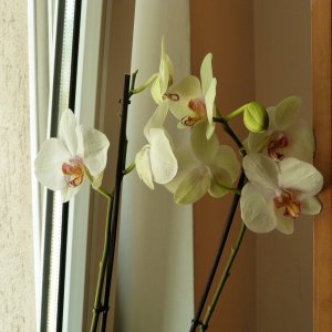 orchideák